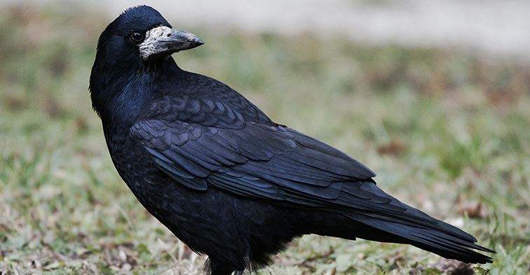 stor svart fågel på en gräsmatta