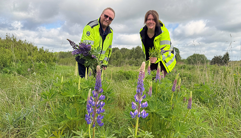 En man och en kvinna i varselkläder står i ett hav av lila blomsterlupiner, med växter i händerna.