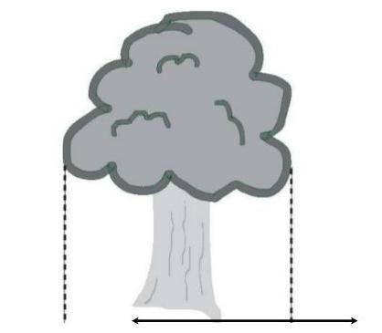 Illustration som visar ett träds droppzon där schakt inte får förekomma. 