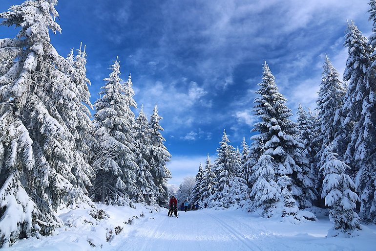 Snöigt vinterlandskap, höga granar, person åker skidor.